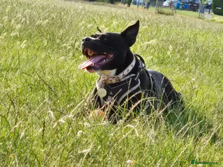 Mixed Breed dogs Mix Staffy for sale - Advert 18