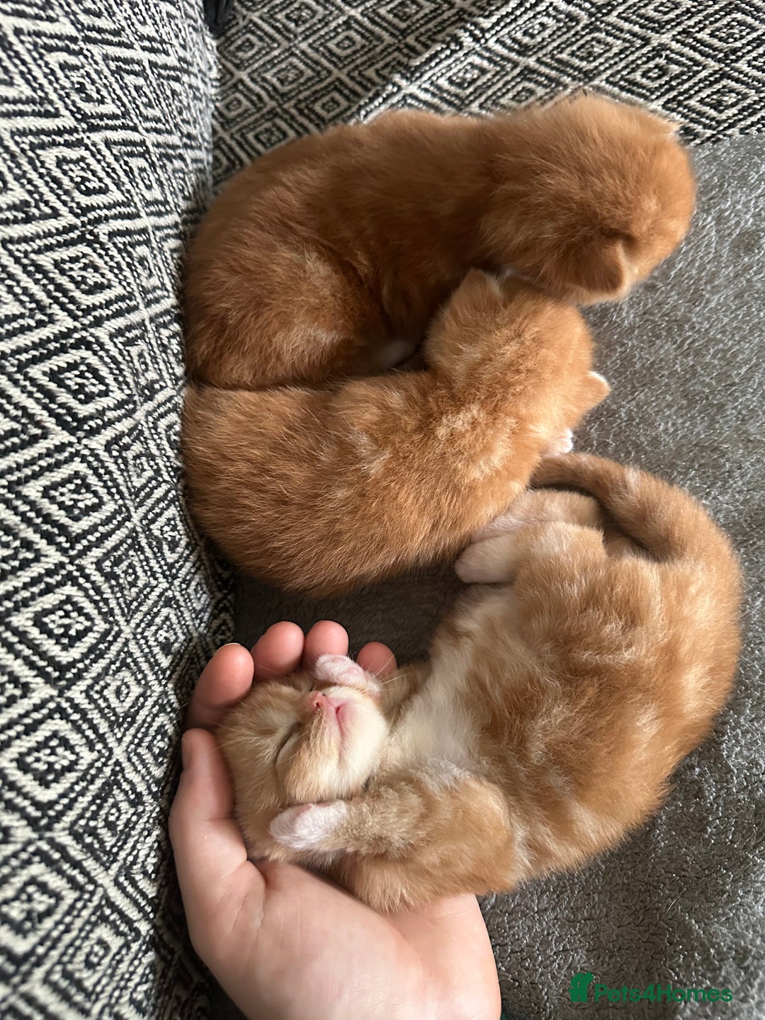Scottish Fold cats for sale: Scottish fold/straight babies - Image 13