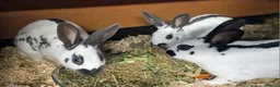 English rabbits for sale: Fully vaccinated pure English rabbits - ready now! - Advert 2