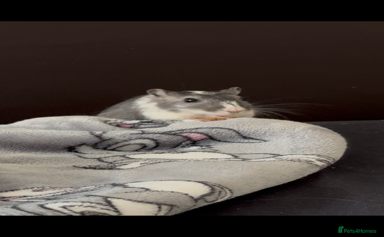 Gerbil rodents - Advert 1