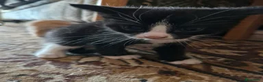 Black adn white male kitten