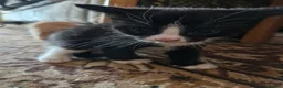 Maine Coon cats for sale: Maine coon cross kittens - Advert 7