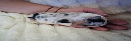 Australian Shepherd dogs for sale: Cute Australian Shepherd puppies♥️ - Advert 13