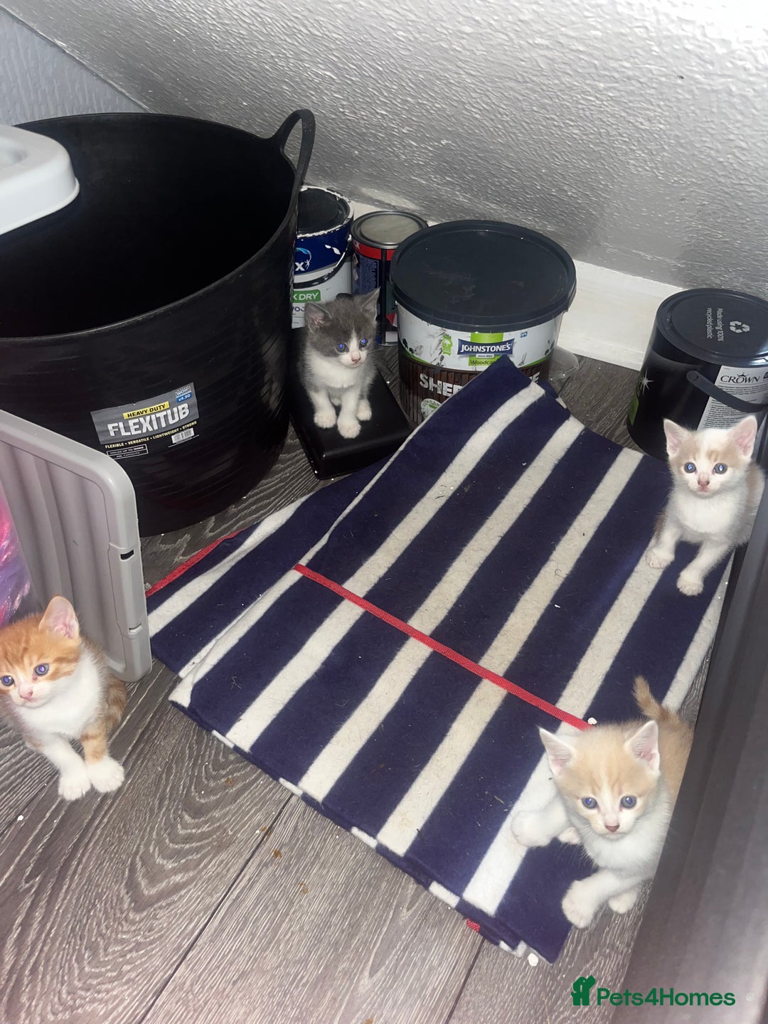 Mixed Breed cats for sale: 4 beautiful kittens  - Image 4