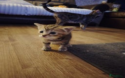 Mixed Breed cats for sale: Two female kitten's available  - Image 6