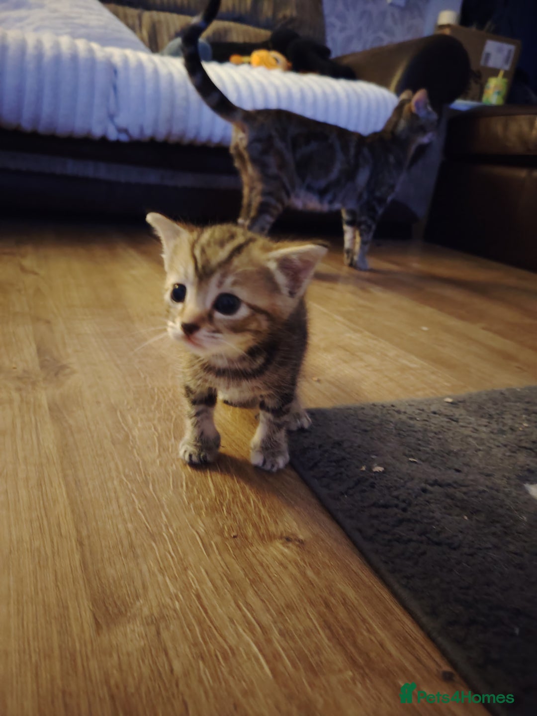 Mixed Breed cats for sale: Two female kitten's available  - Image 6