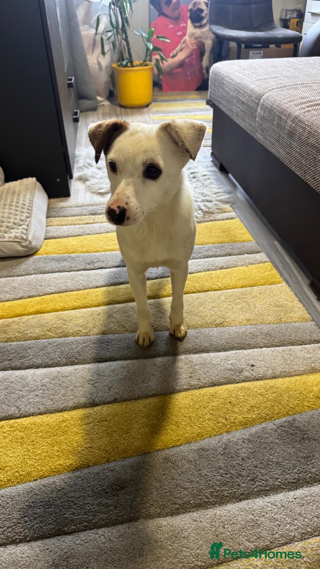 Mixed Breed dogs for adoption: Darling Dannie looking for his family - Advert 10