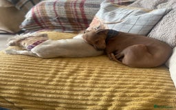 Italian Greyhound dogs for stud: Stud dog . Beautiful Italian greyhound  - Advert 14