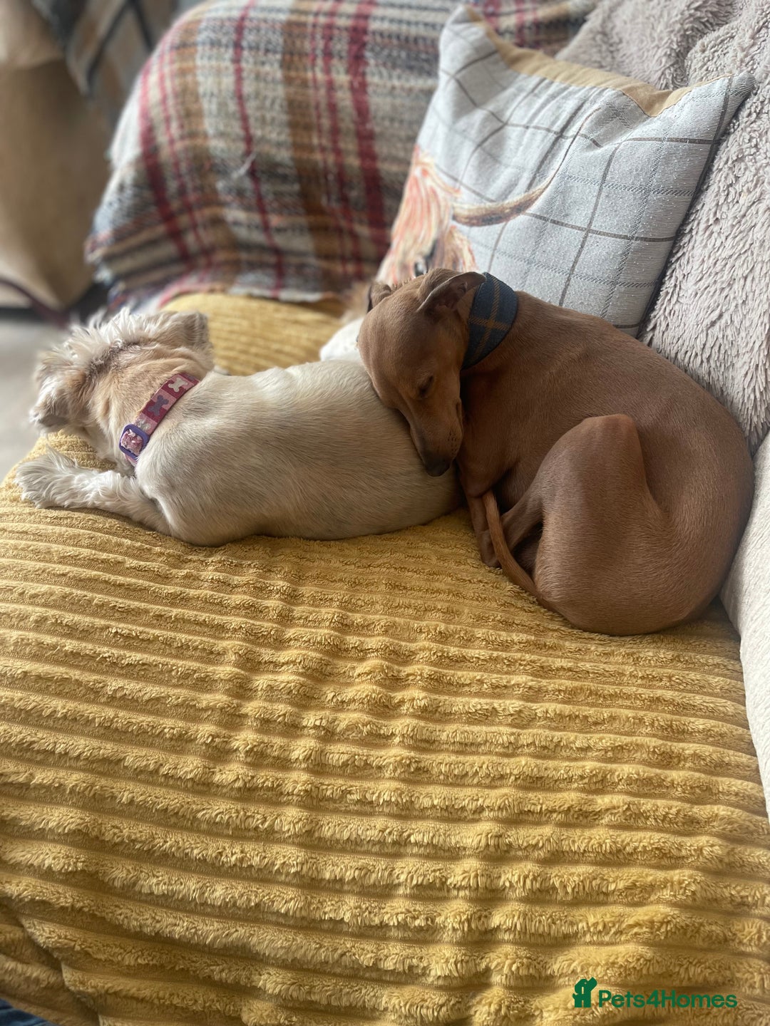 Italian Greyhound dogs for stud: Stud dog . Beautiful Italian greyhound  - Advert 14