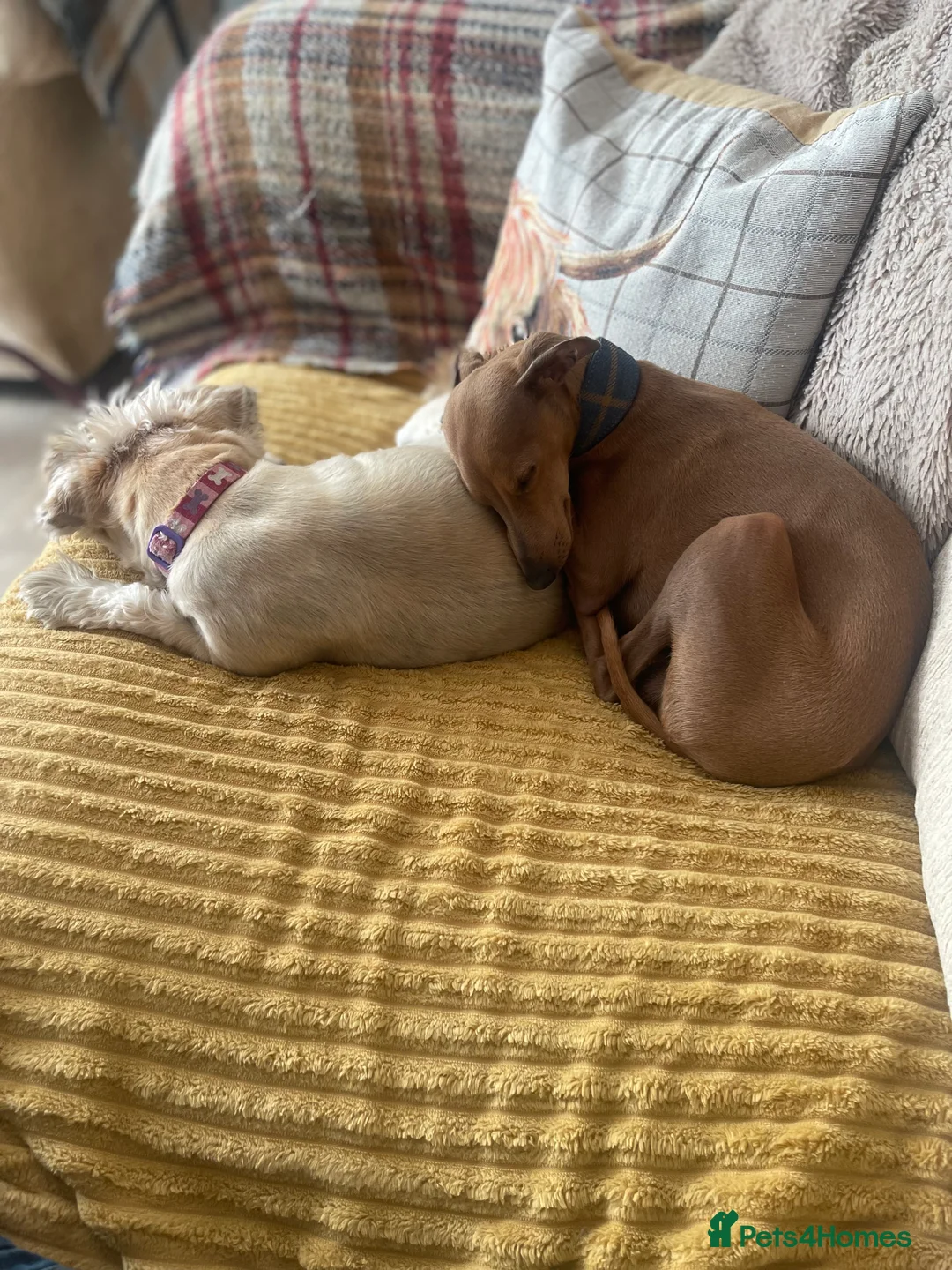 Italian Greyhound dogs for stud: PROVEN Stud dog . Beautiful Italian greyhound  - Advert 14