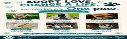 Mixed Breed dogs for adoption: Lottie seeking forever home - Advert 3