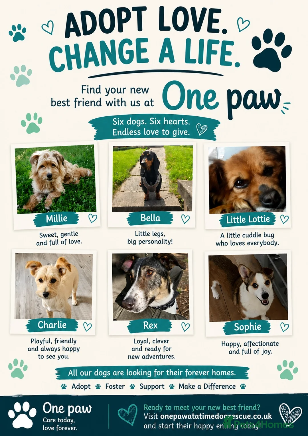 Mixed Breed dogs for adoption: Lottie seeking forever home - Advert 3
