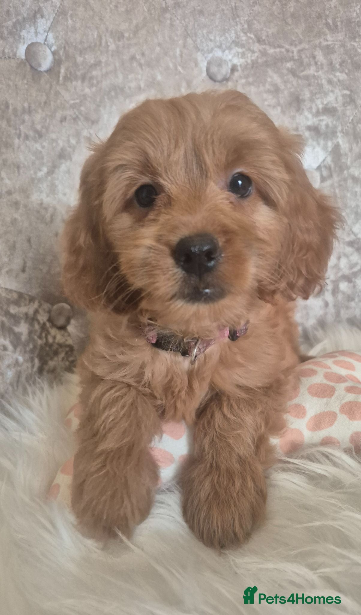 Cavapoo dogs F1B CAVAPOO PUPPIES EXTENSIVELY DNA HEALTH TESTED  - Advert 1