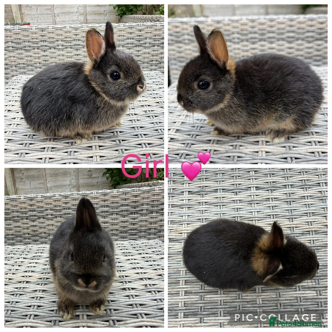 Netherland Dwarf rabbits for sale: 2 female & 1 male purebred Netherland dwarfs - Advert 1