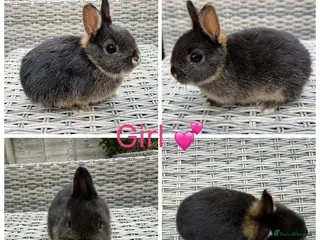Netherland Dwarf rabbits 2 female & 1 male purebred Netherland dwarfs - Advert 8