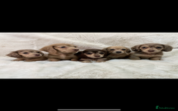 Miniature Dachshund dogs for sale:  KC REGISTERED MINIATURE LONGHAIRED DACHSHUND  - Image 1