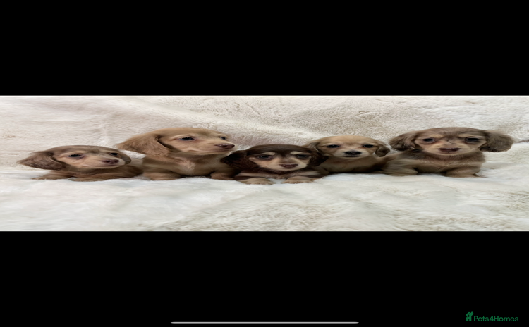Miniature Dachshund dogs - Advert 9