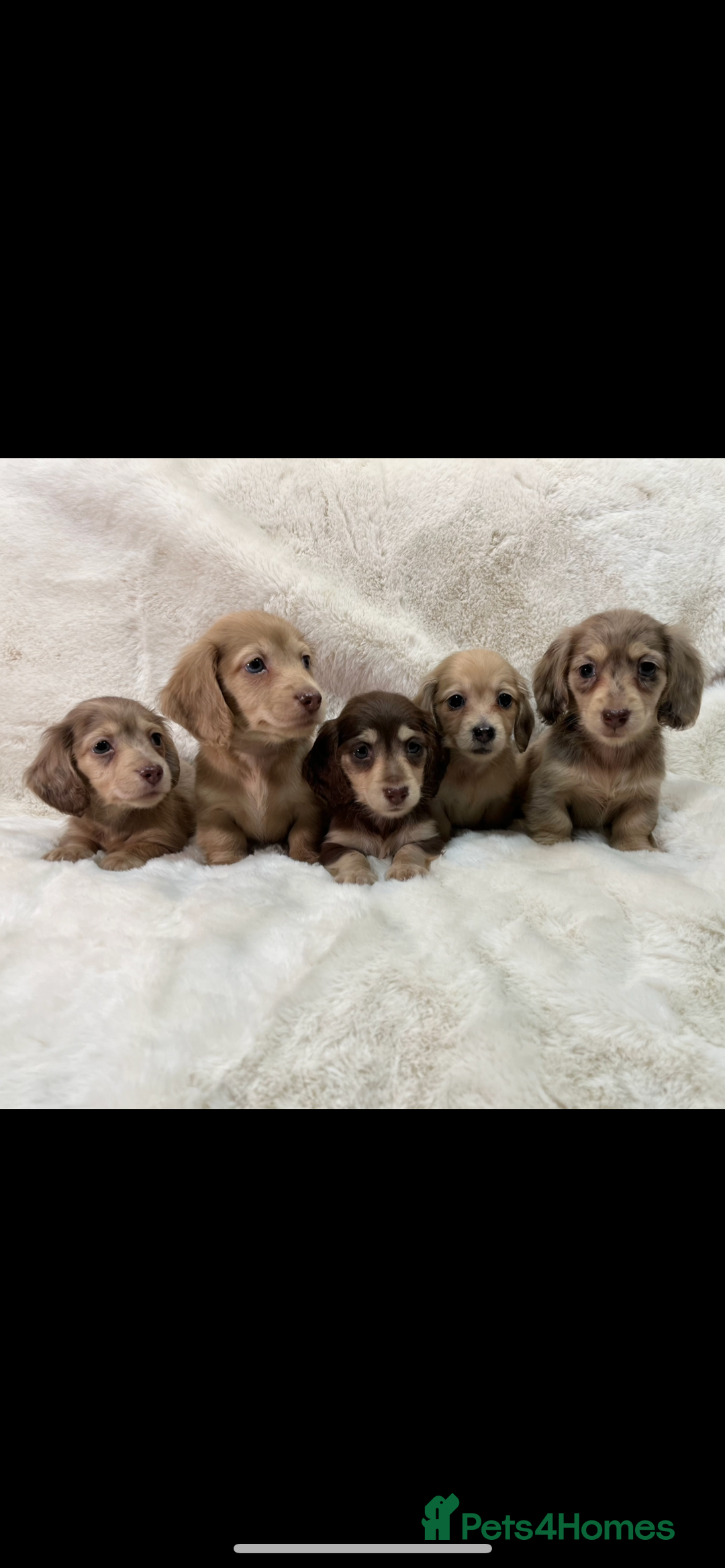 Miniature Dachshund dogs for sale:  KC REGISTERED MINIATURE LONGHAIRED DACHSHUND  - Image 1