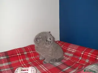 British Shorthair cats GCCF Male & Female Champion parents - Advert 4