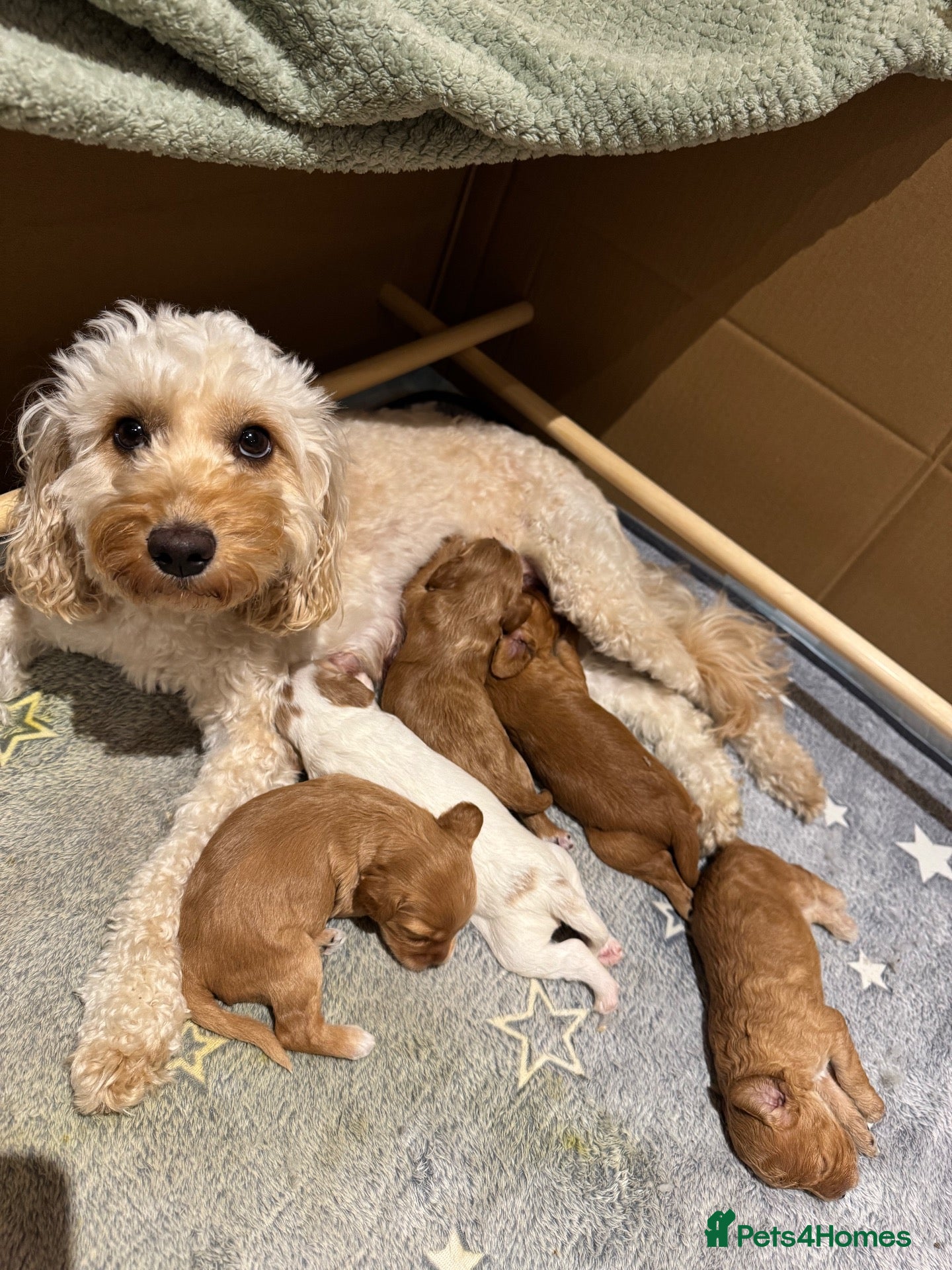 Cockapoo dogs Gorgeous Cockapoo Puppy  - Advert 2