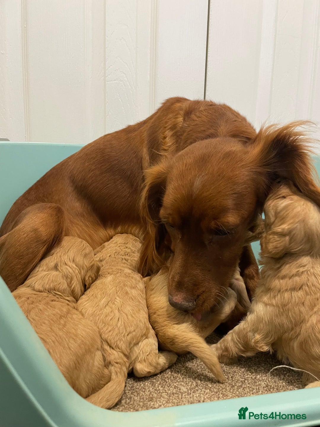 Cockapoo dogs for sale: P,r,a clear f1 cockpoo - Advert 19