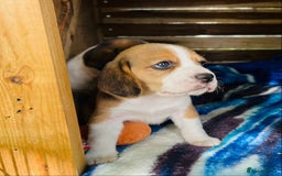 Beagle dogs for sale: Purebred Beagle puppies - 6 available  - Advert 1