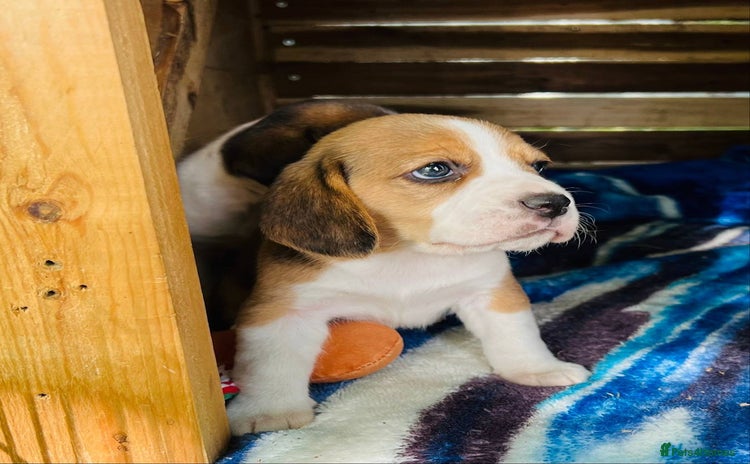 Beagle dogs Purebred Beagle puppies - 6 available  - Advert 3