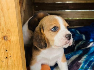 Beagle dogs Purebred Beagle puppies - 6 available - Advert 4