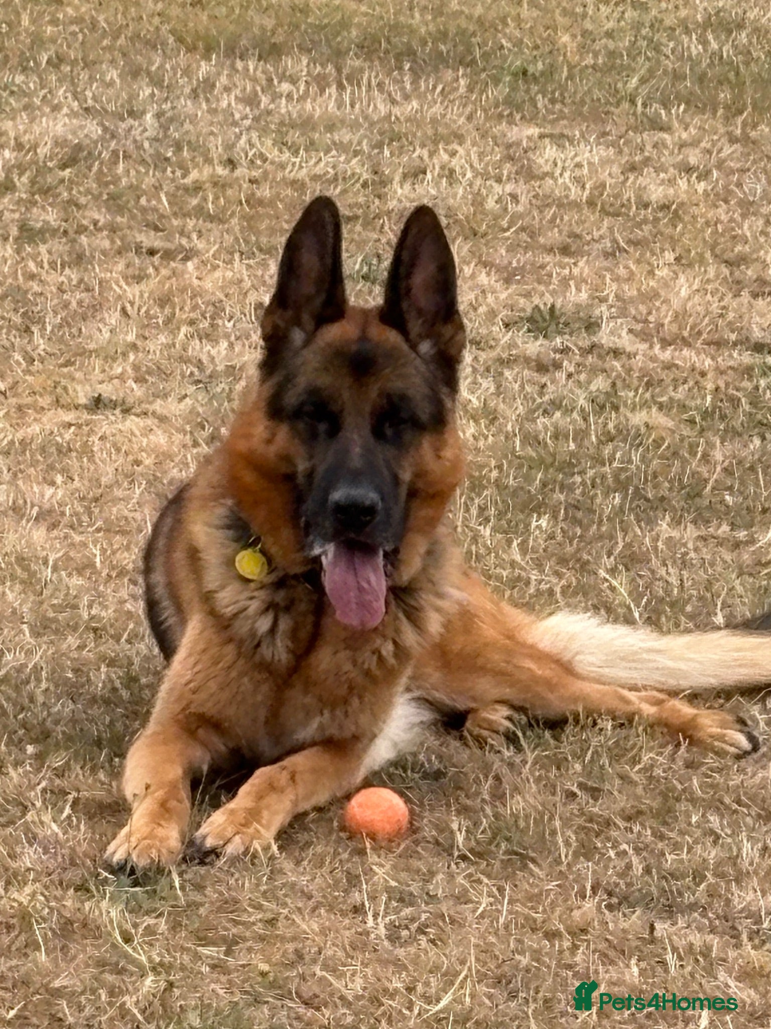German Shepherd dogs GERMAN SHEPHERD DOG. - Advert 1