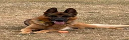German Shepherd dogs for sale: GERMAN SHEPHERD DOG. - Advert 1