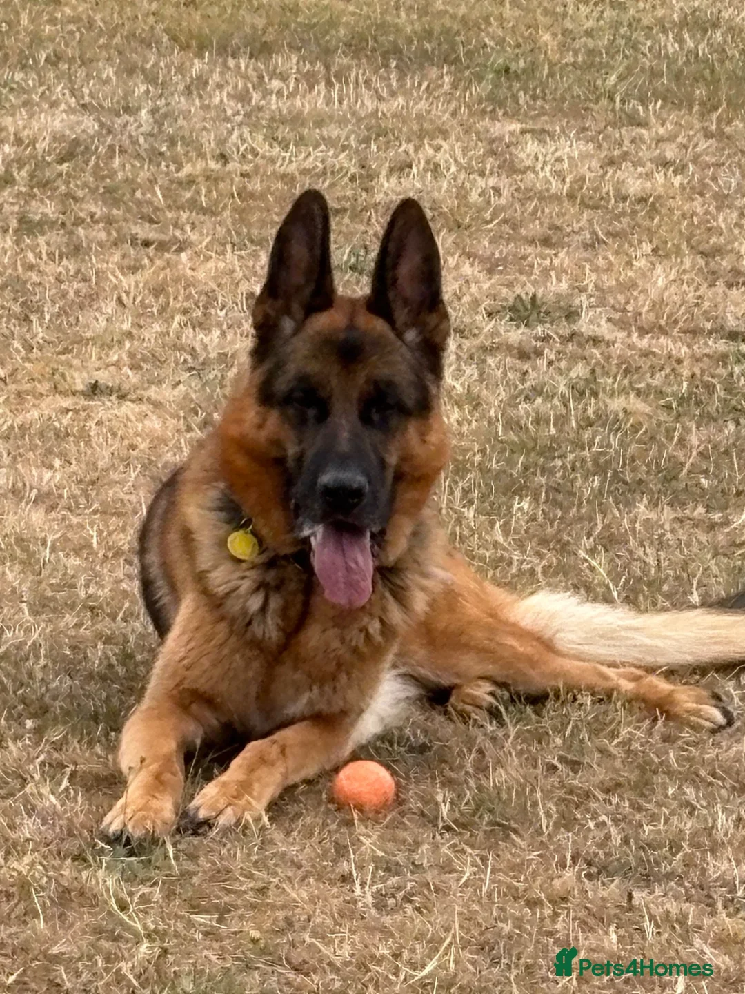 German Shepherd dogs for sale: GERMAN SHEPHERD DOG. - Advert 1