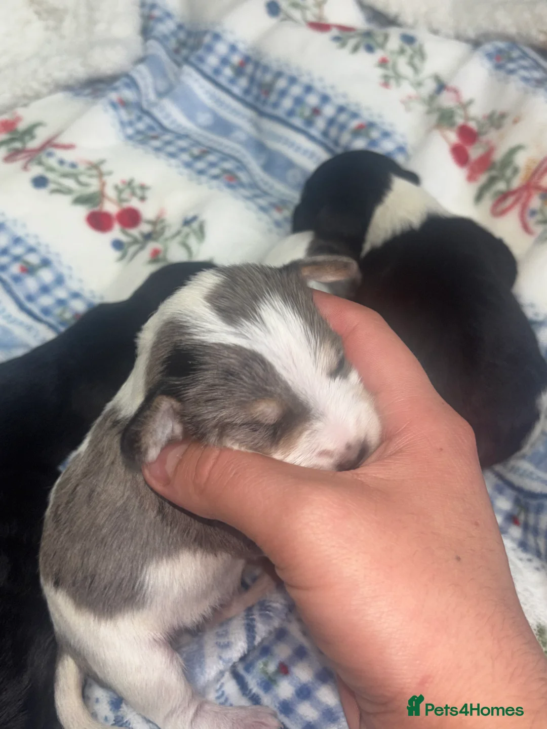 Mixed Breed dogs for sale: Terriers for new homes  - Advert 7