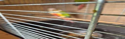 Conures birds for sale: For sale  - Advert 4