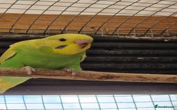 Budgerigars birds for sale: 6 baby budgies for sale from £30 to £40 - Image 12