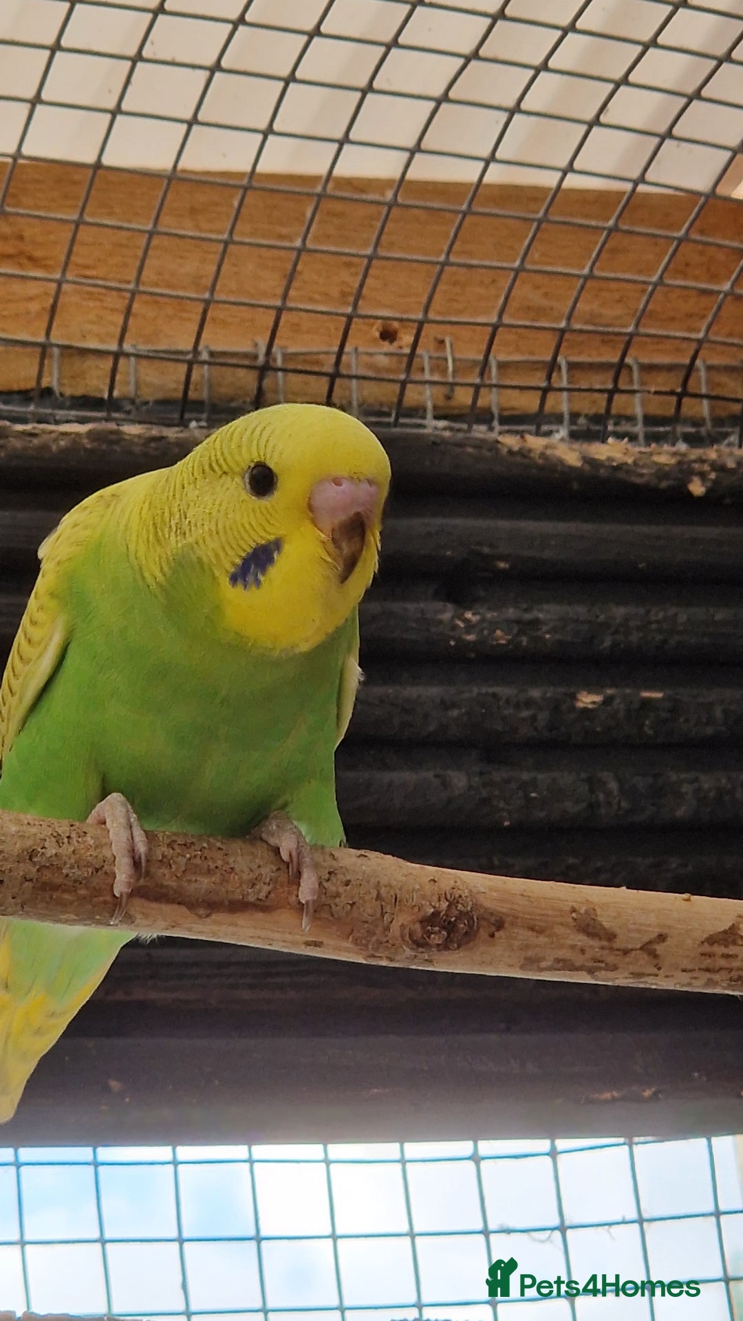 Budgerigars birds for sale: 6 baby budgies for sale from £30 to £40 - Image 12