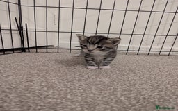 Ojos Azules cats for sale: beautiful Male Kitten - Image 1