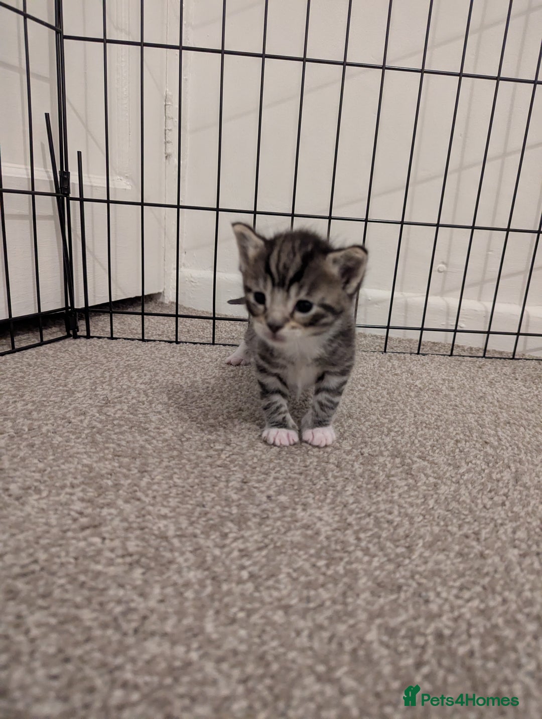 Ojos Azules cats for sale: beautiful Male Kitten - Image 1