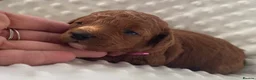 Cockapoo dogs for sale:  F1b American Cockapoos * Health Tested Parents * - Advert 15