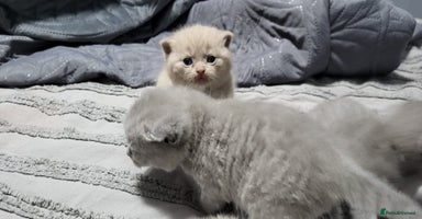 British Shorthair cats - Advert 9