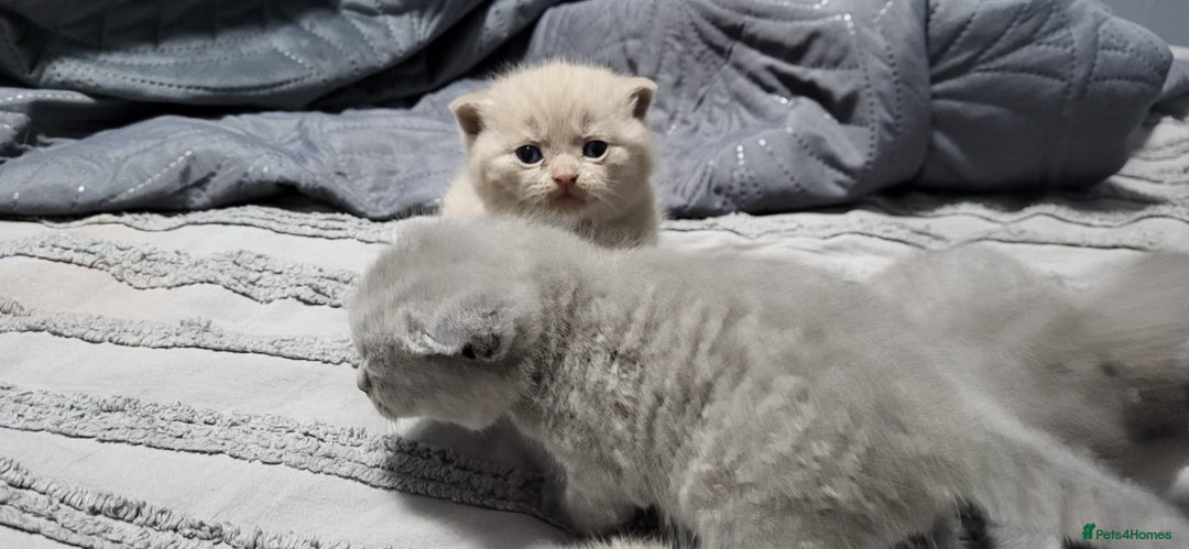 British Shorthair cats for sale: Adorable,chunky,champion lined british shorthairs! - Image 3