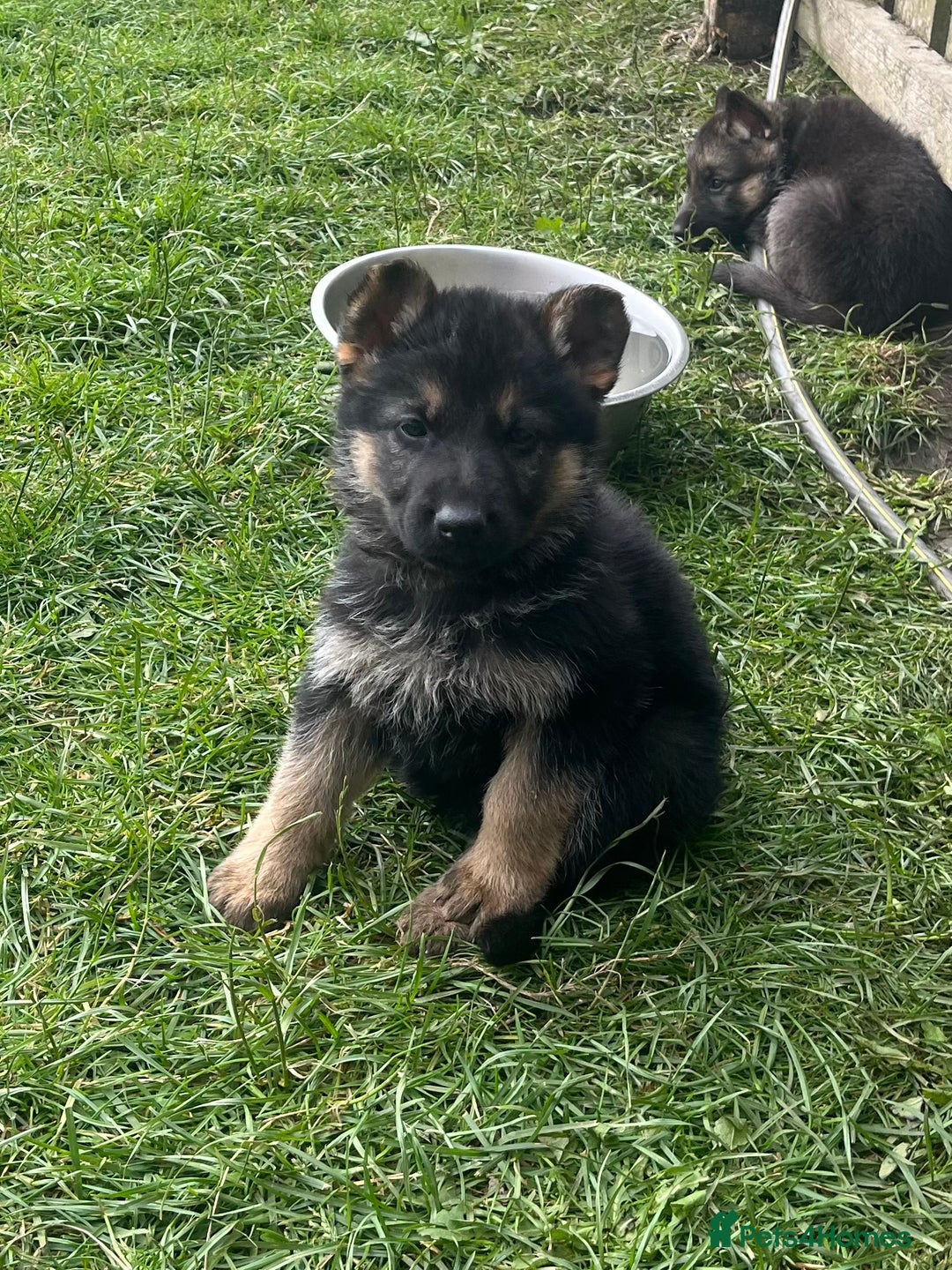 German Shepherd dogs for sale: Ready to leave 🐾 GSD Puppies - Image 21
