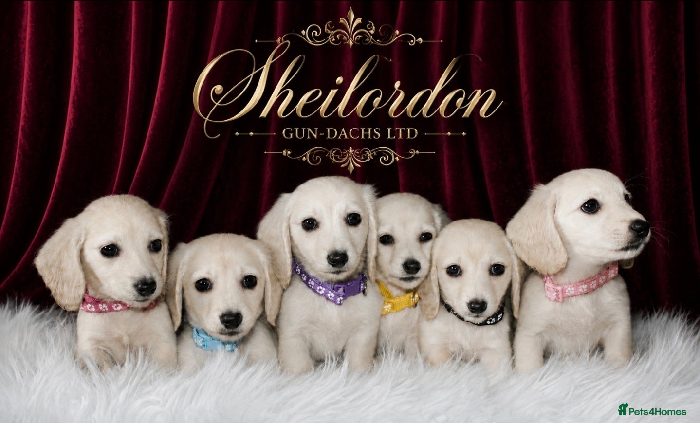 Miniature Dachshund dogs KC Registered Cream Miniature Longhairesd - Advert 1