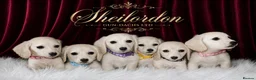 Miniature Dachshund dogs for sale: KC Registered Cream Miniature Longhairesd - Advert 9