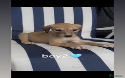 Lurcher dogs for sale: Beddlington whippet saluki greyhound  - Image 4