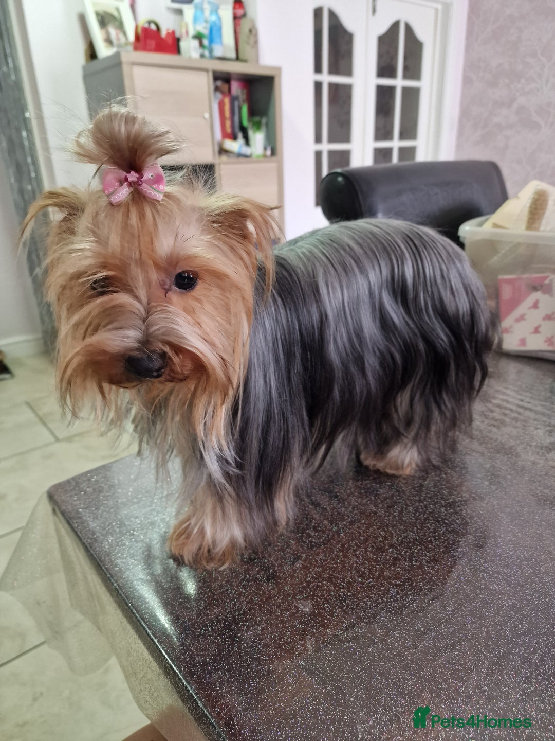 Yorkshire Terrier dogs for sale: For sale Mineture Yorkshire Terrier puppies  - Image 5