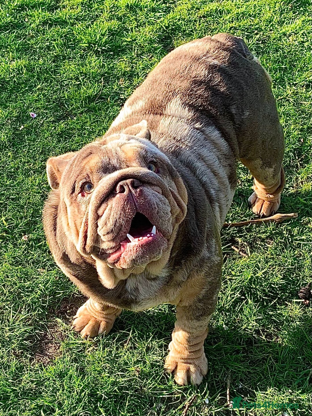 English Bulldog dogs for sale:  **  only - Advert 2