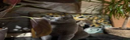 Russian Blue cats for sale: Neutered male - Advert 18