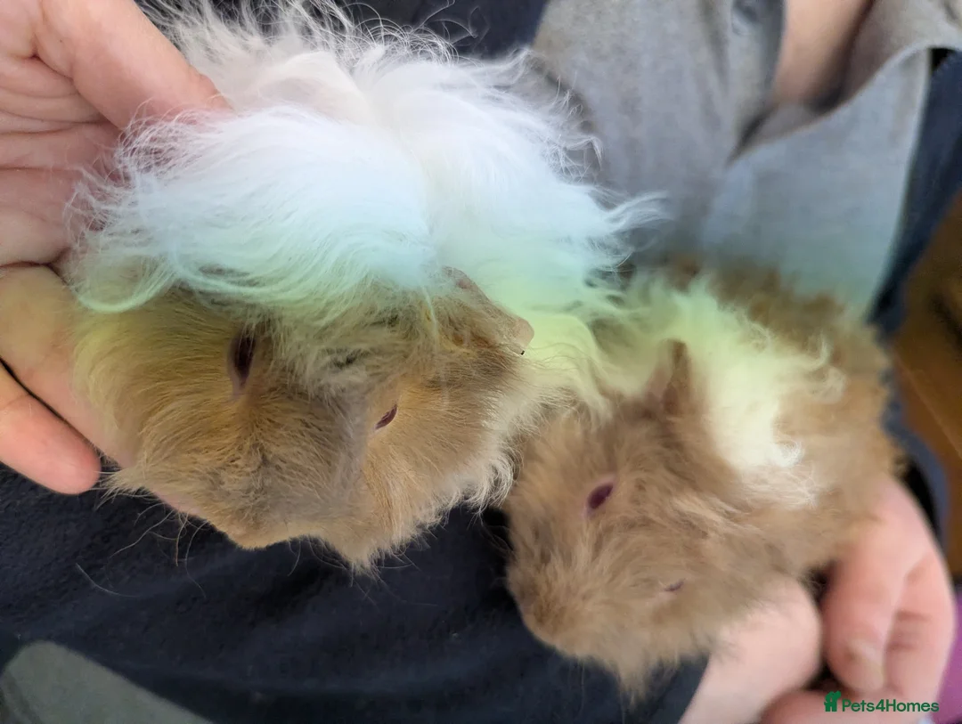 Guinea Pig rodents for sale: Pure Lunkarya baby boy guinea pigs - Advert 2