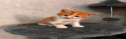 Mixed Breed cats for sale: Kittens Looking for Their Forever Homes🏡❤️ - Advert 10