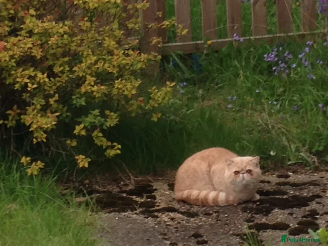 Exotic cats for stud: GCCF Registered Exotic Shorthair Stud- Proven Male - Advert 2